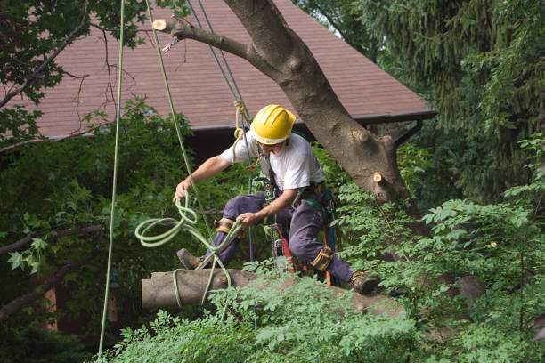Best Tree Trimming and Pruning  in Dunbar, SC